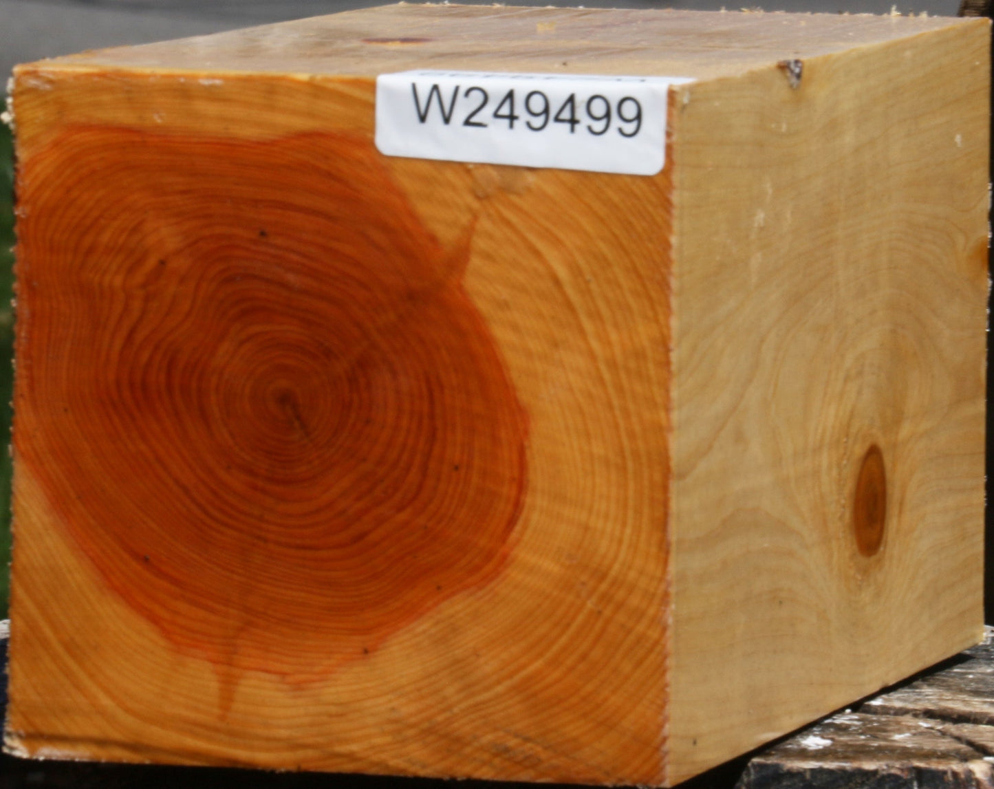 Juniper Vessel Blank