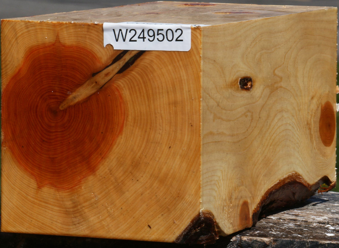 Juniper Vessel Blank