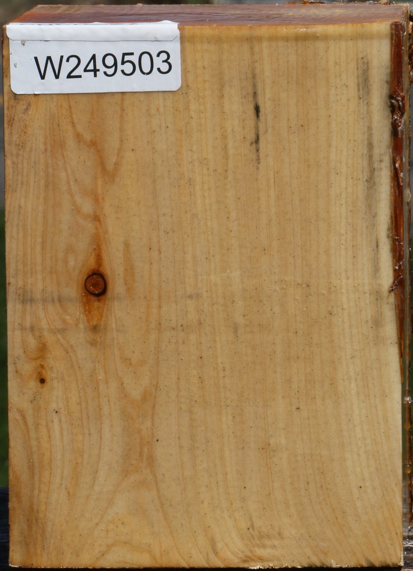 Juniper Live Edge Turning Square