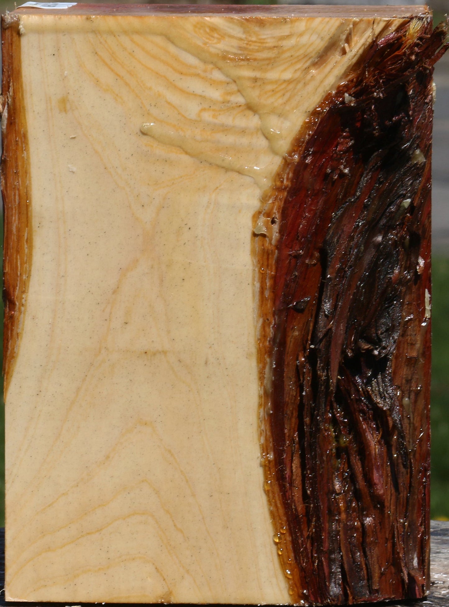 Juniper Live Edge Turning Square