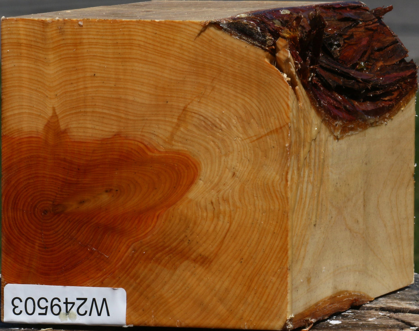 Juniper Live Edge Turning Square