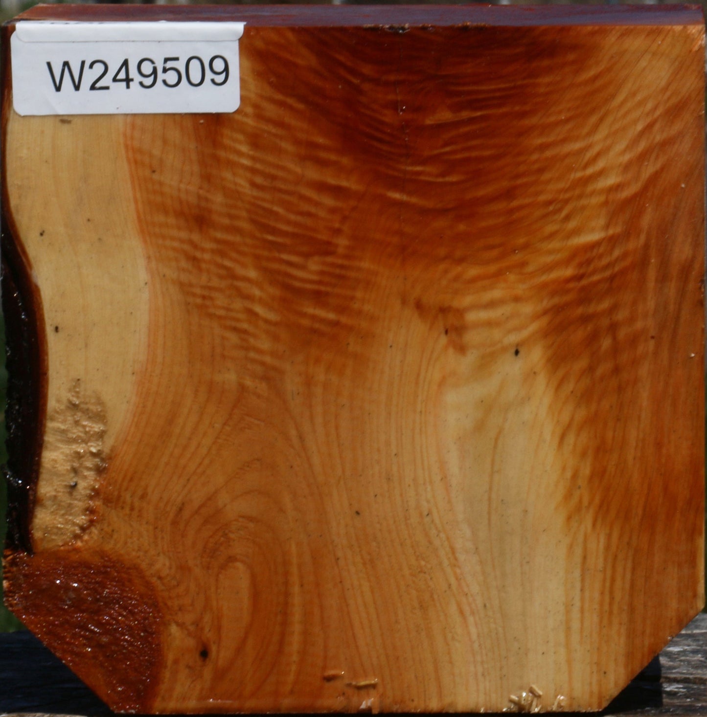 Juniper Bowl Blank