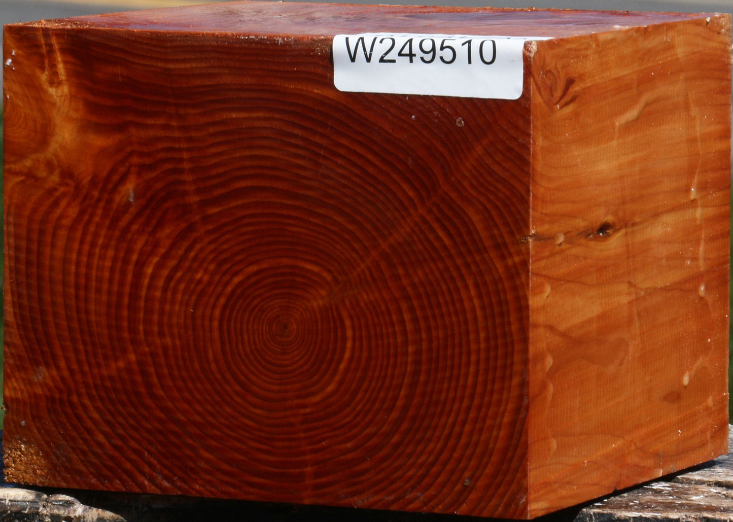 Juniper Bowl Blank