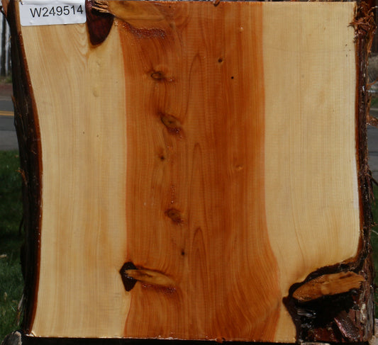 Juniper Half Log