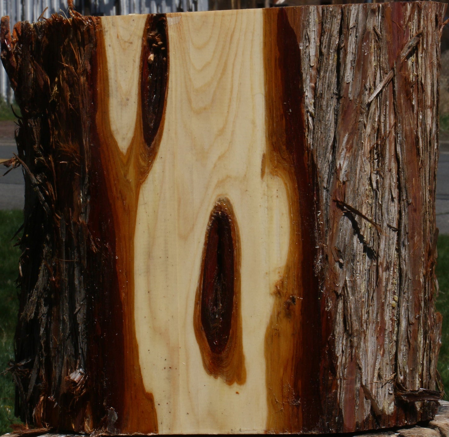 Juniper Half Log
