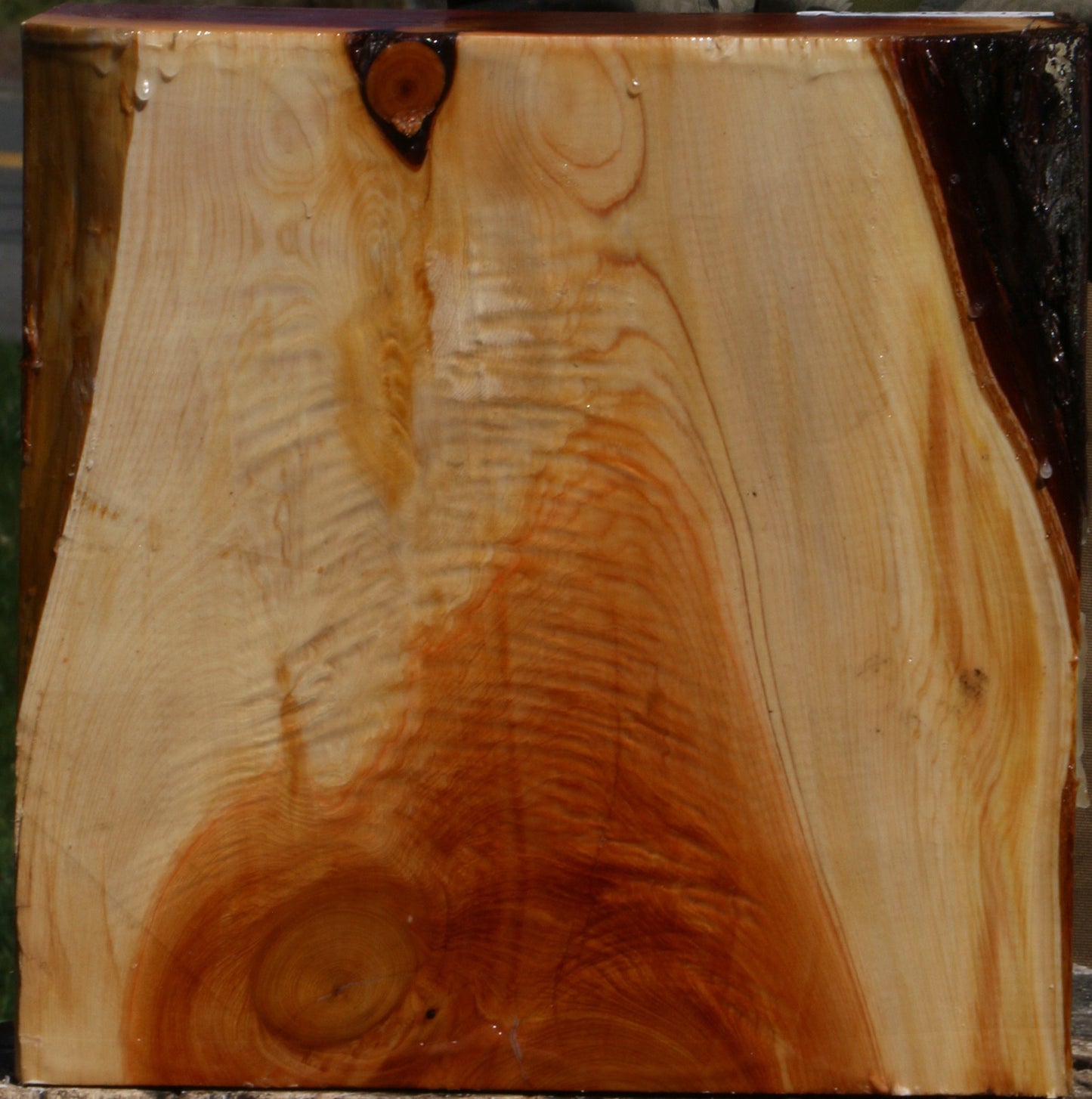 Juniper Bowl Blank