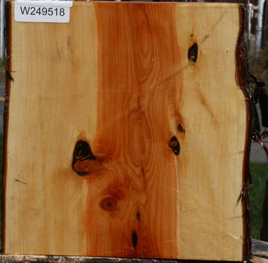 Juniper Live Edge Platter Blank