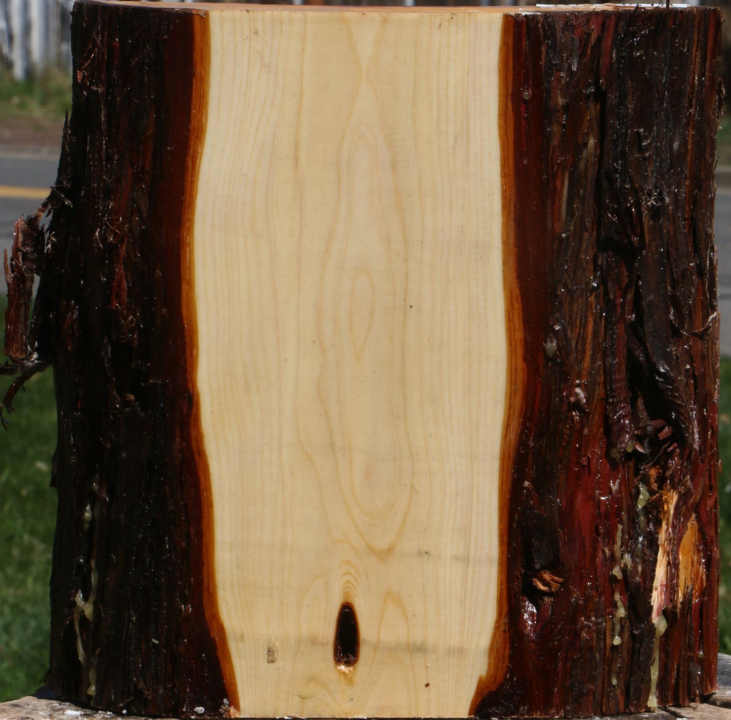 Juniper Live Edge Platter Blank