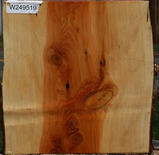 Juniper Live Edge Platter Blank