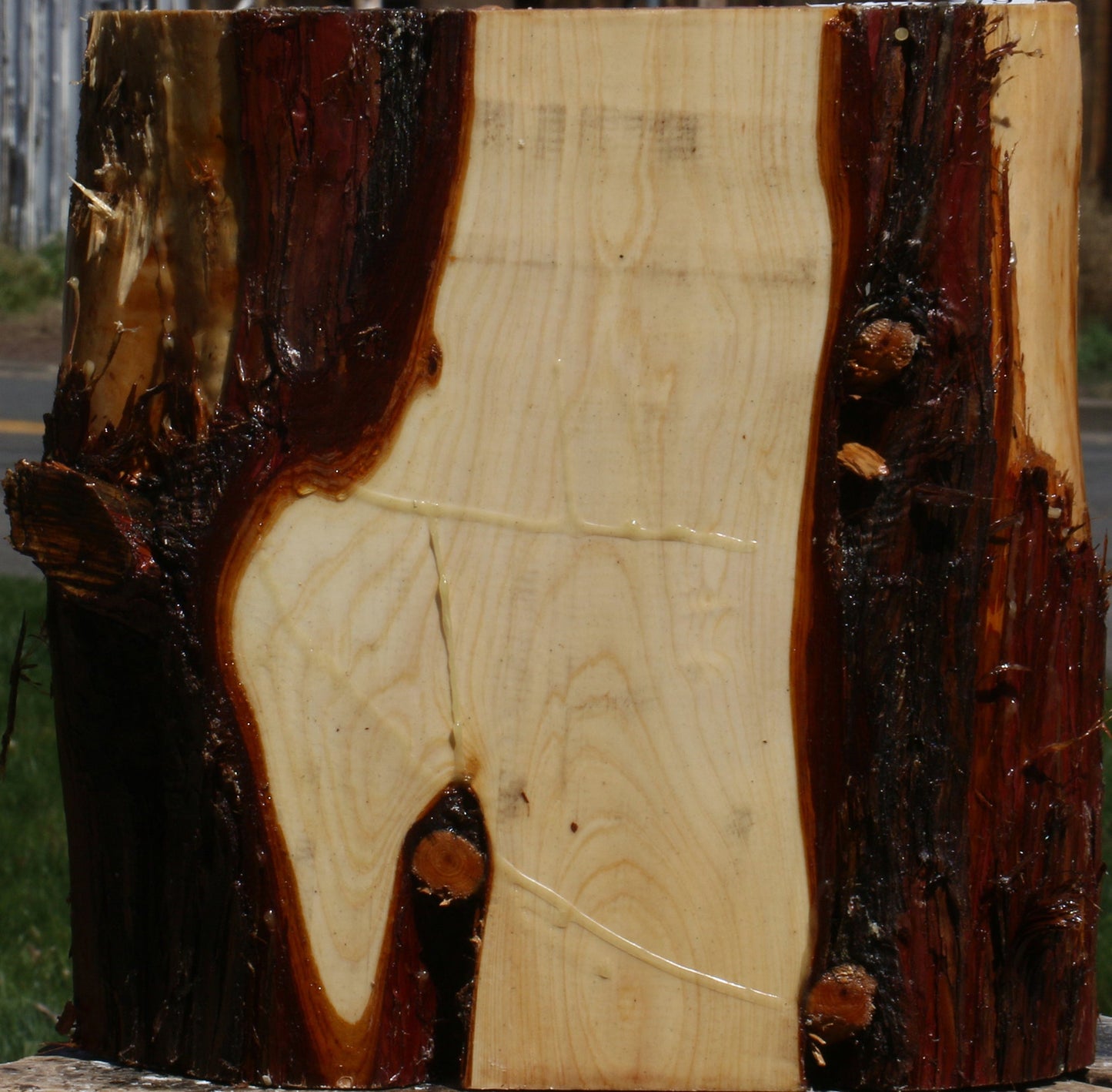Juniper Live Edge Platter Blank