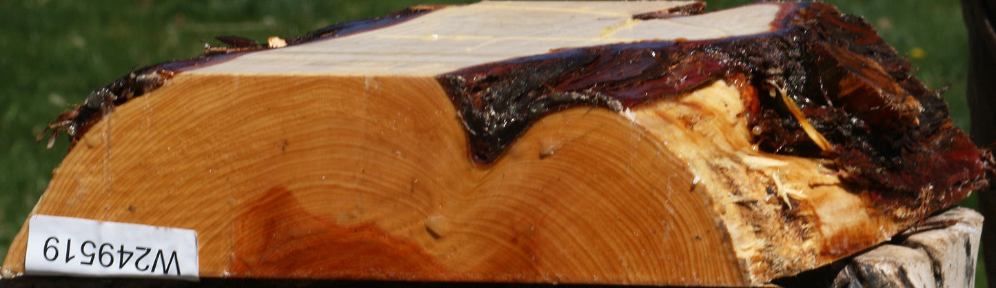 Juniper Live Edge Platter Blank