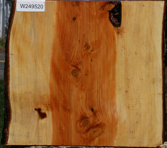 Juniper Live Edge Platter Blank