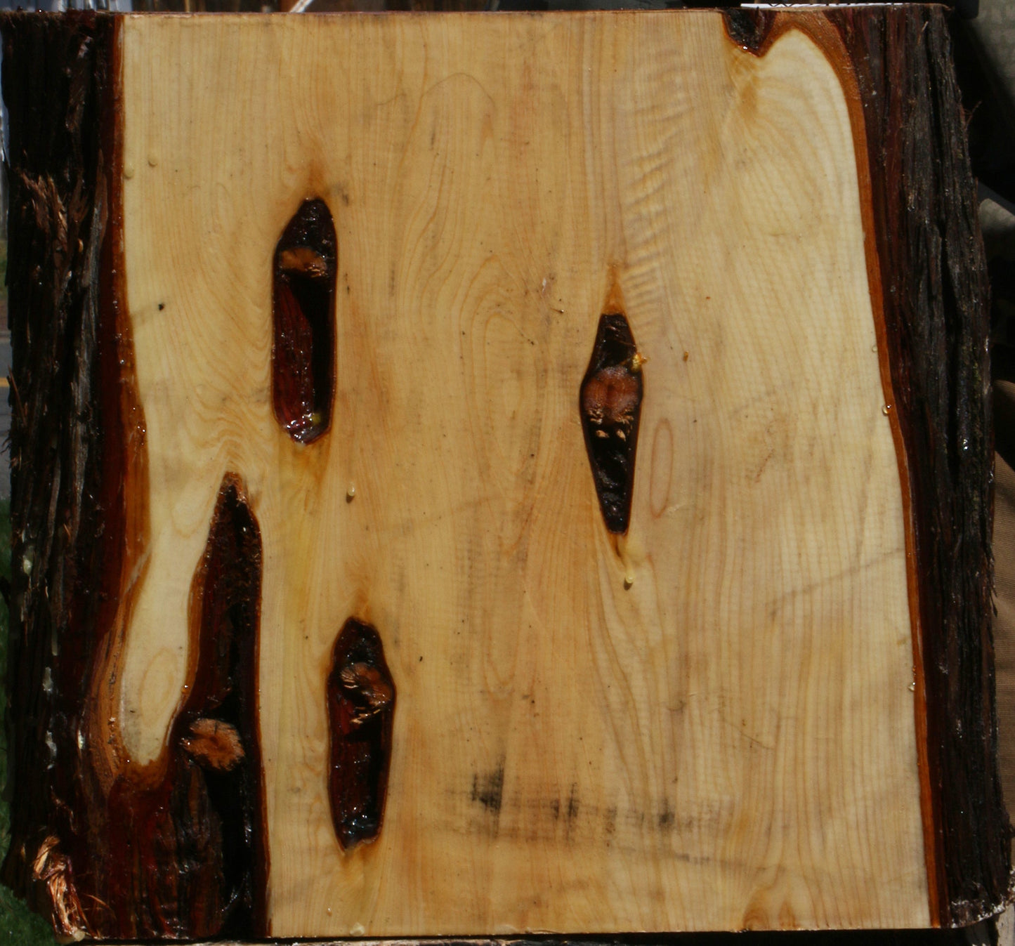 Juniper Live Edge Platter Blank