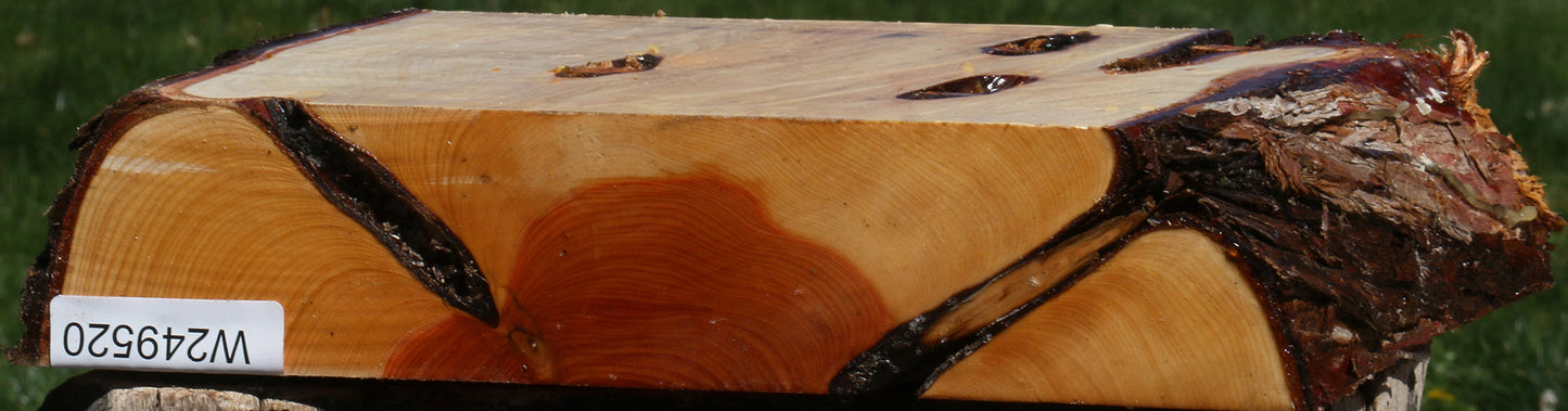 Juniper Live Edge Platter Blank