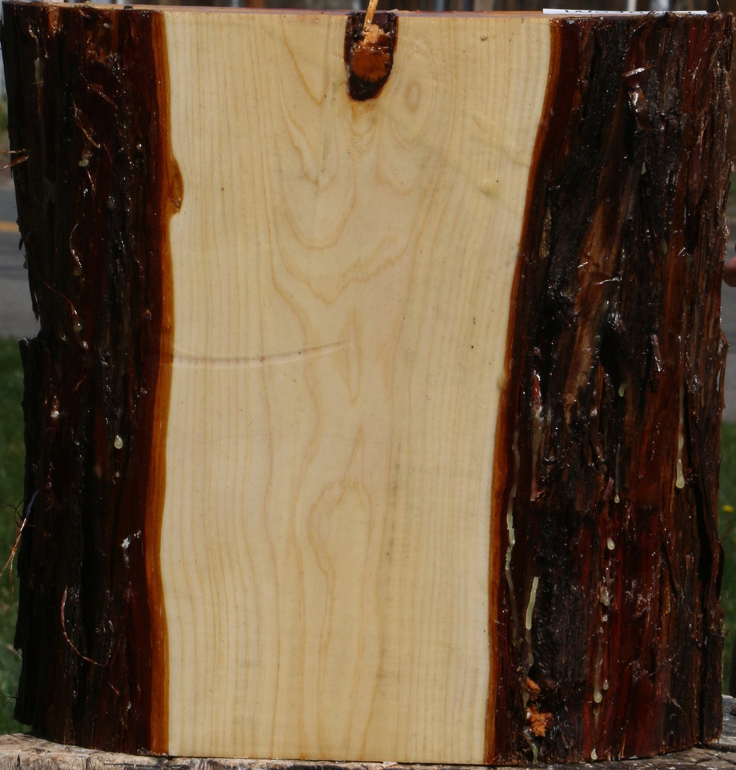 Juniper Live Edge Platter Blank