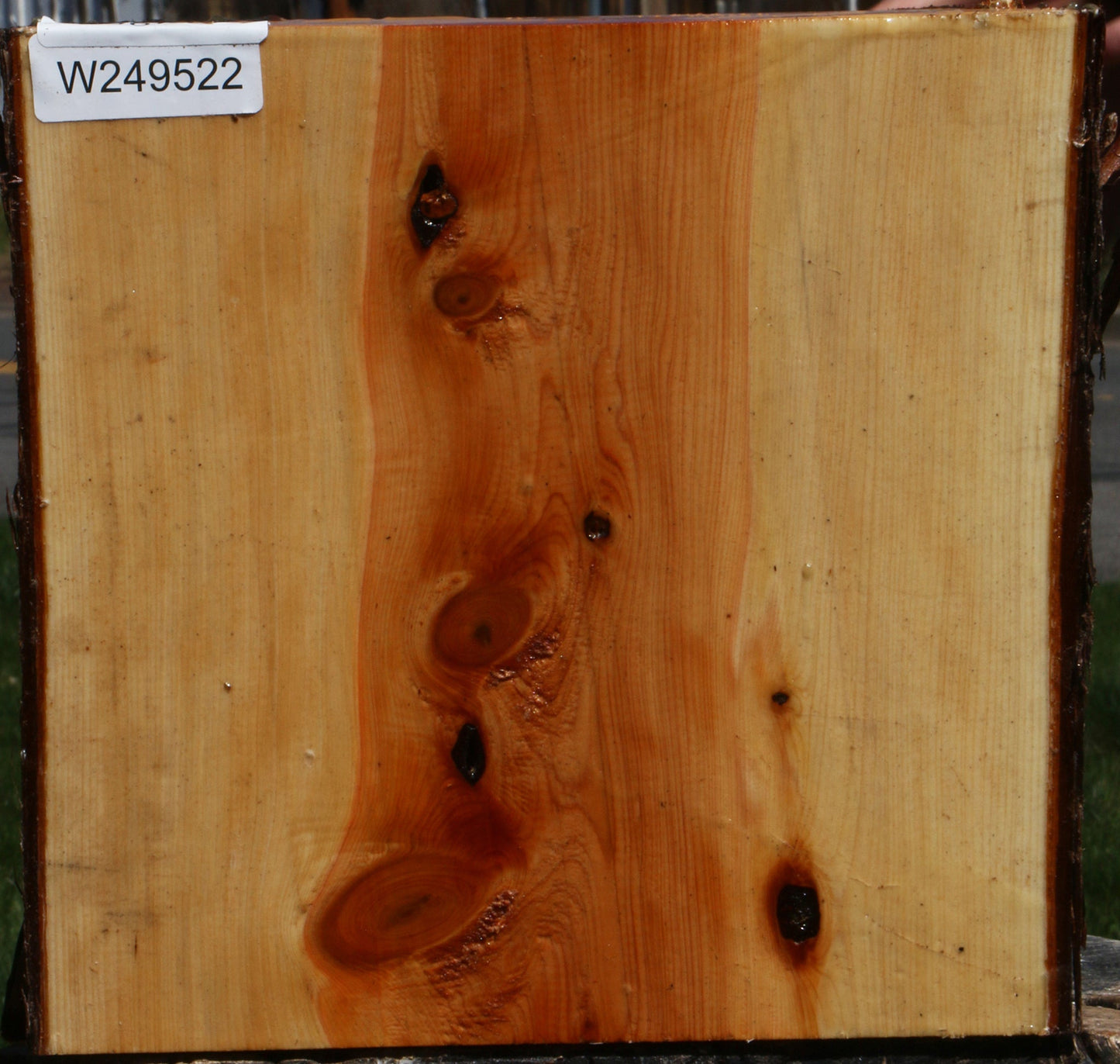Juniper Live Edge Platter Blank