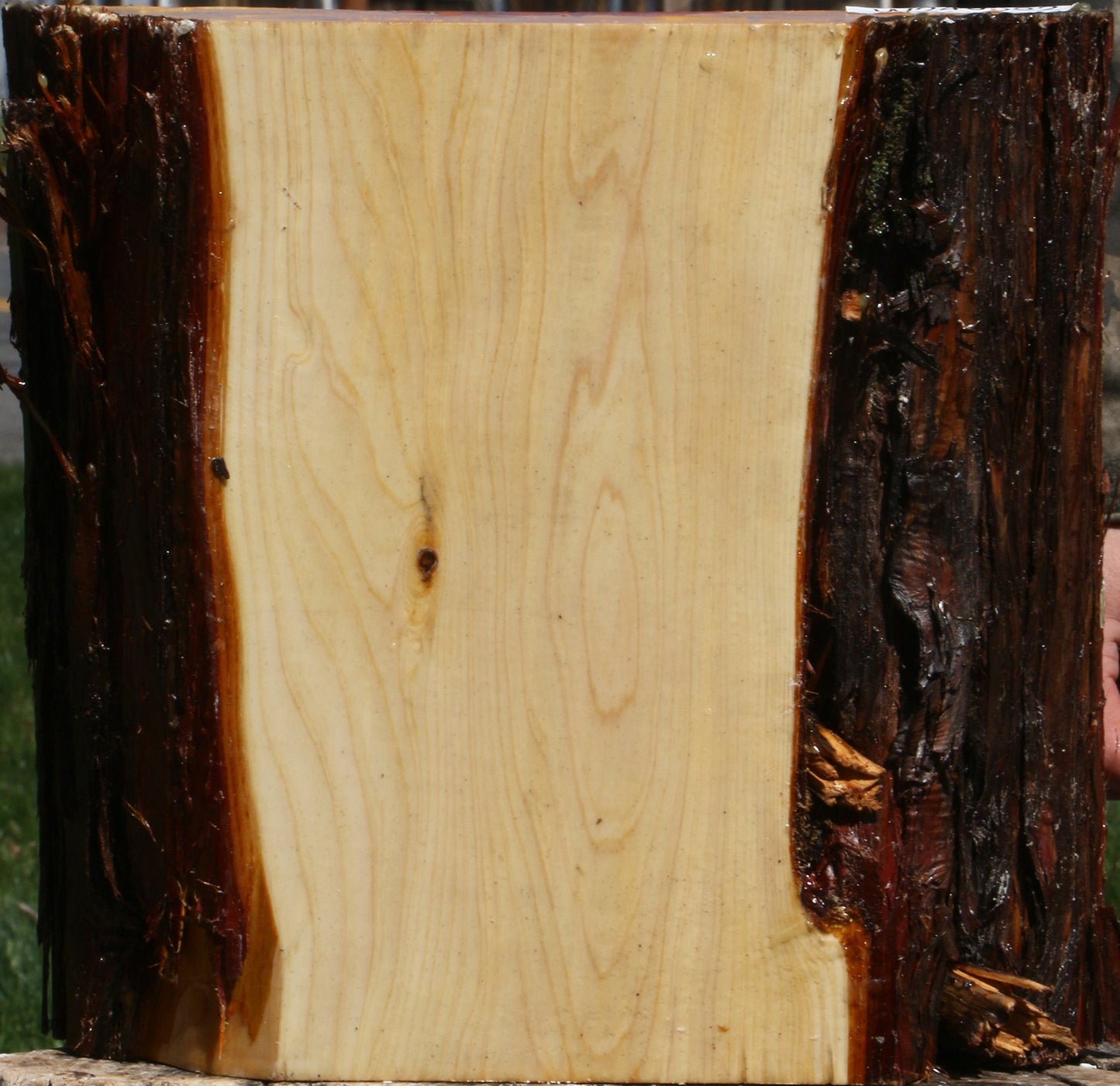Juniper Live Edge Platter Blank