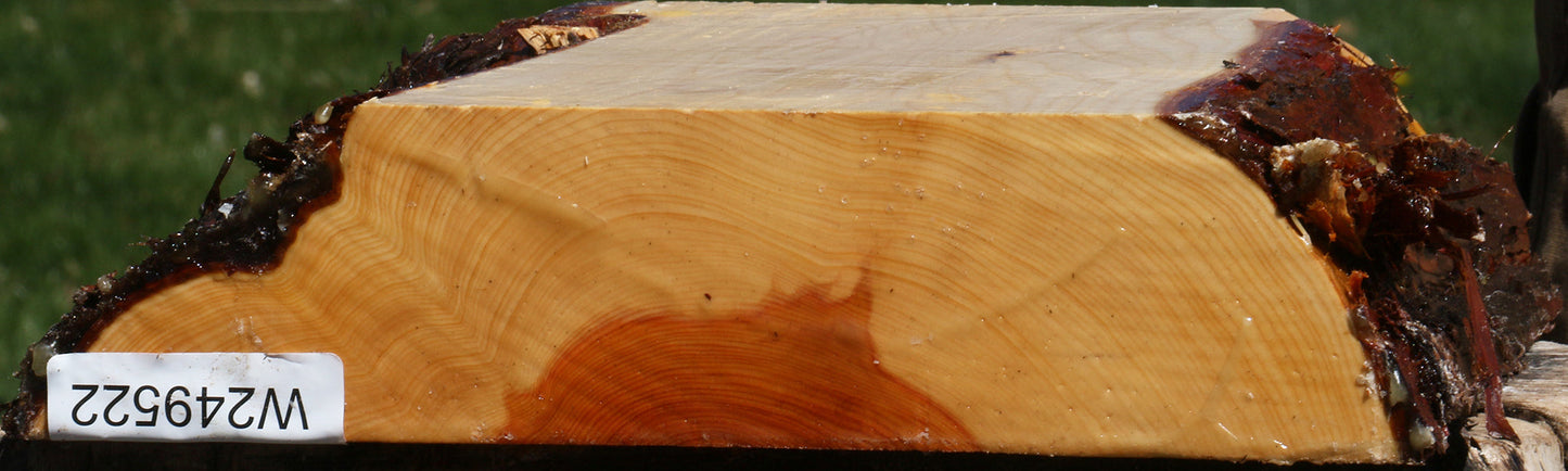 Juniper Live Edge Platter Blank