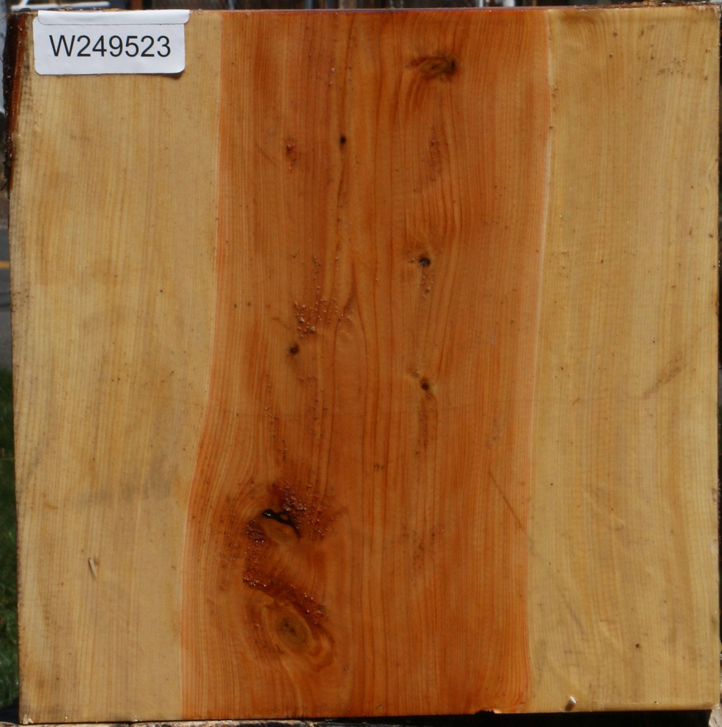 Juniper Live Edge Platter Blank
