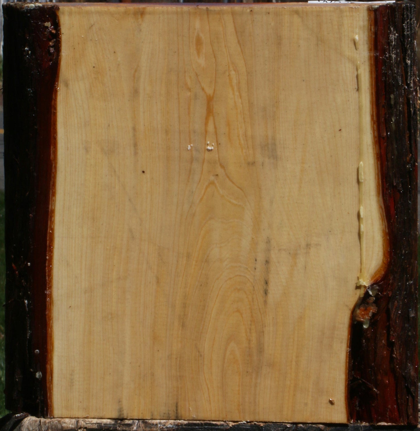 Juniper Live Edge Platter Blank