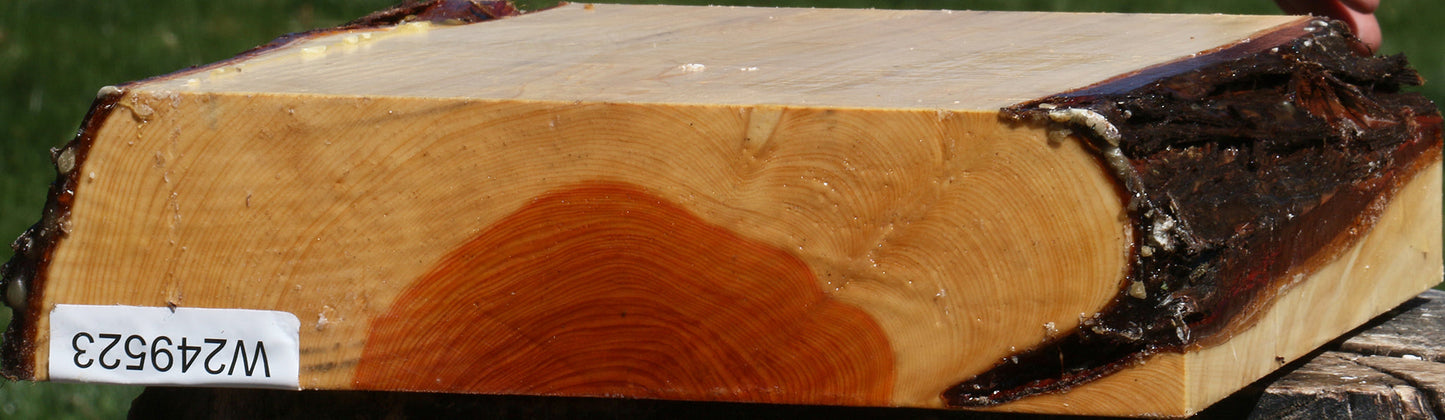 Juniper Live Edge Platter Blank