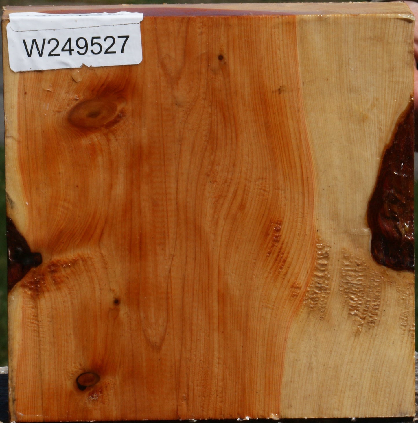 Juniper Bowl Blank
