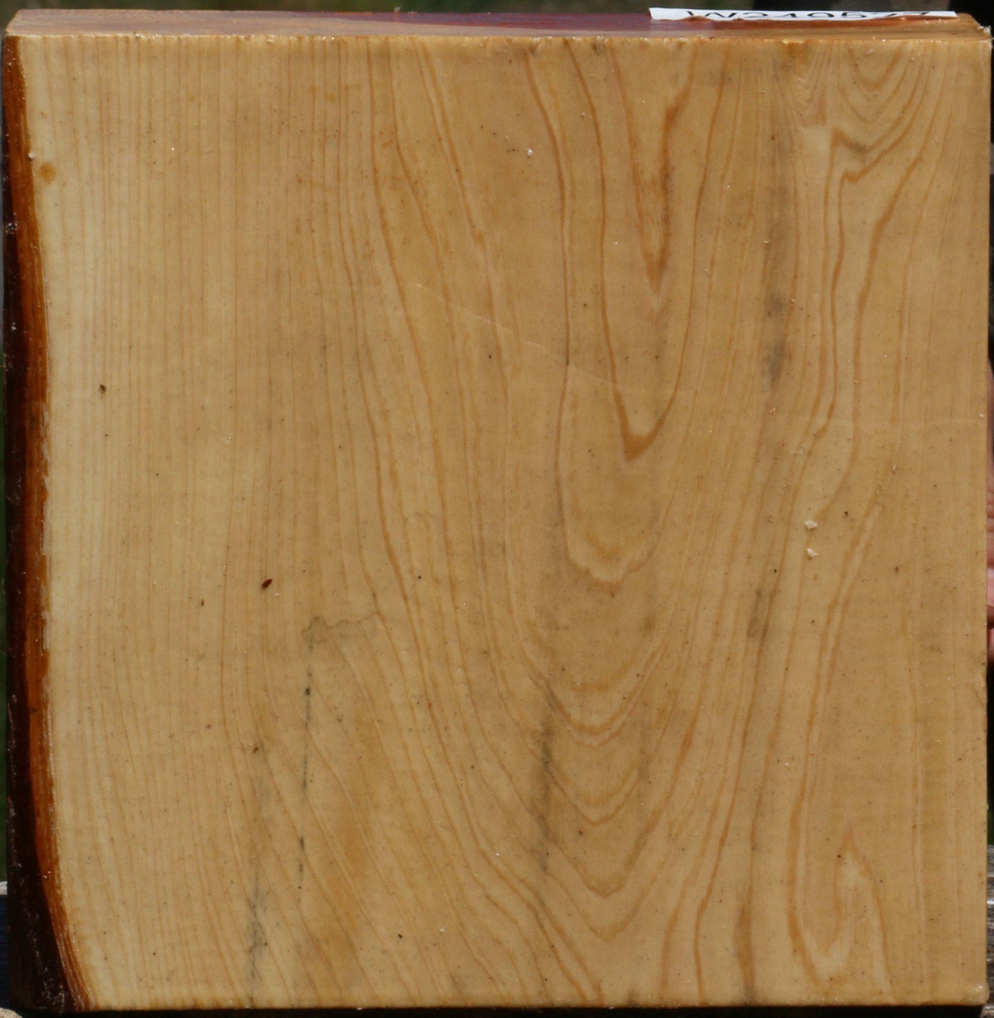 Juniper Bowl Blank