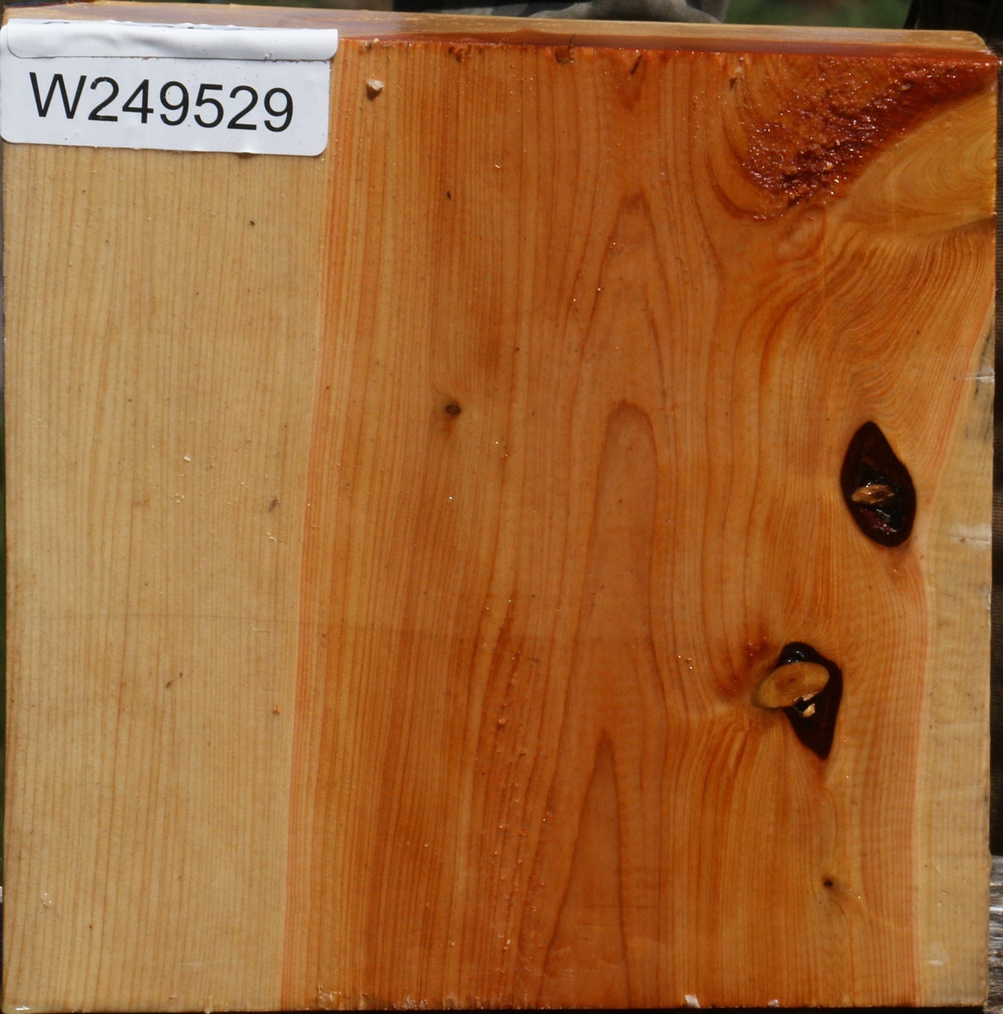 Juniper Bowl Blank