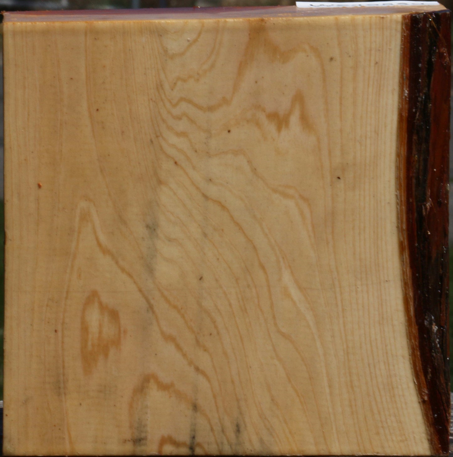 Juniper Bowl Blank