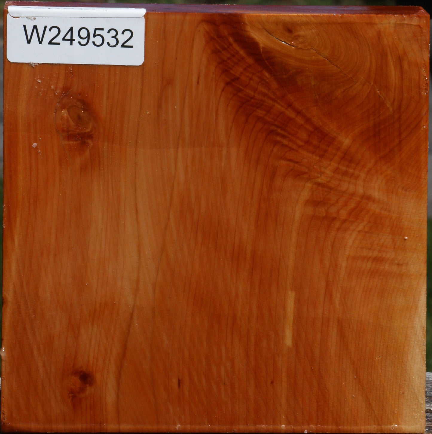 Juniper Bowl Blank