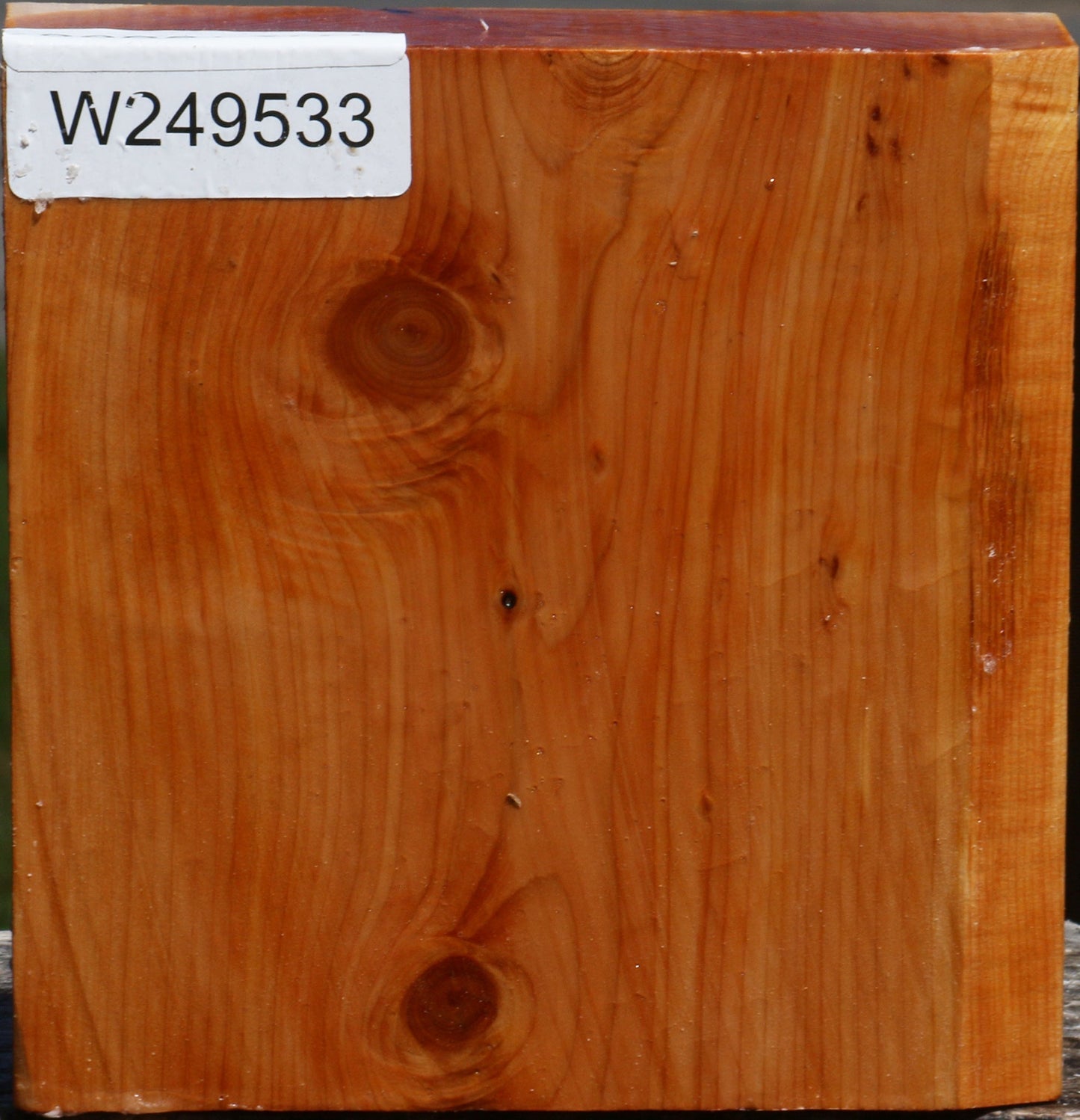 Juniper Bowl Blank