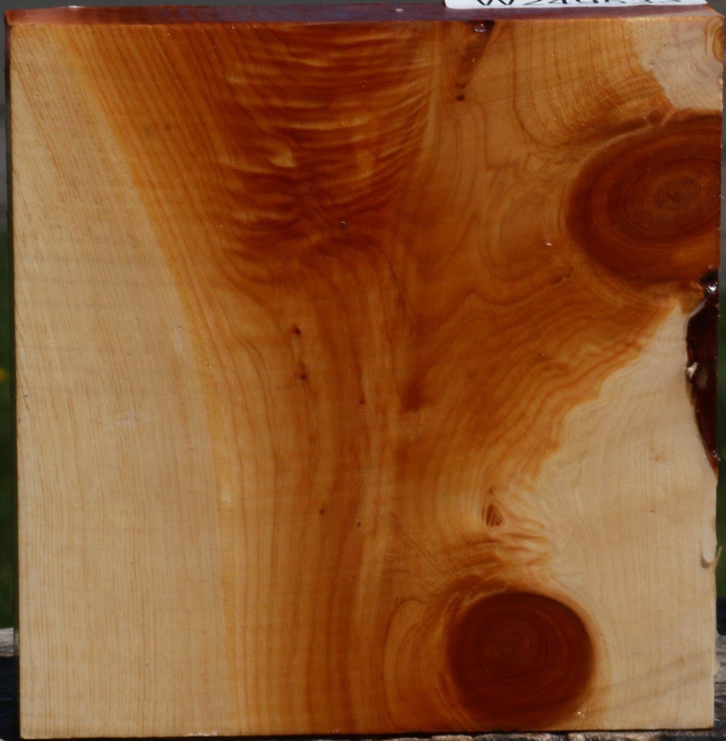 Juniper Bowl Blank