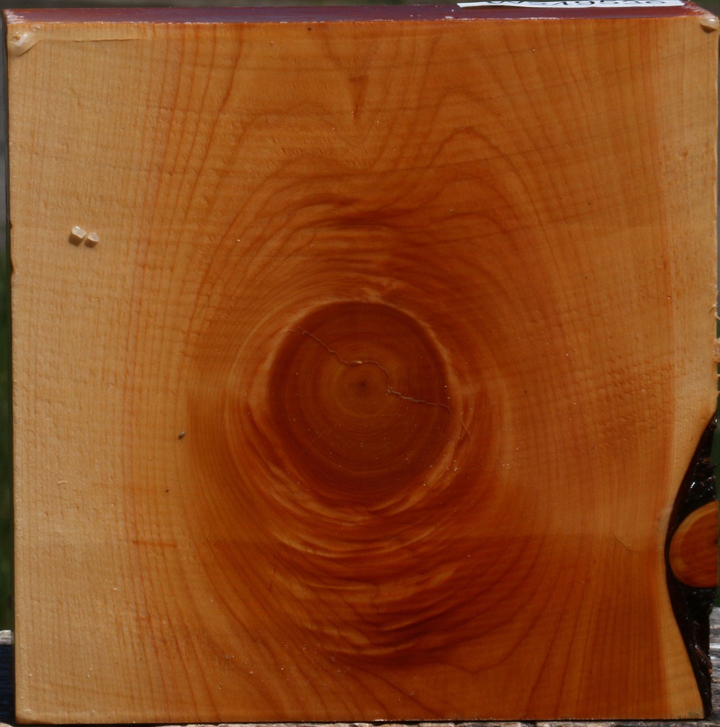 Juniper Bowl Blank