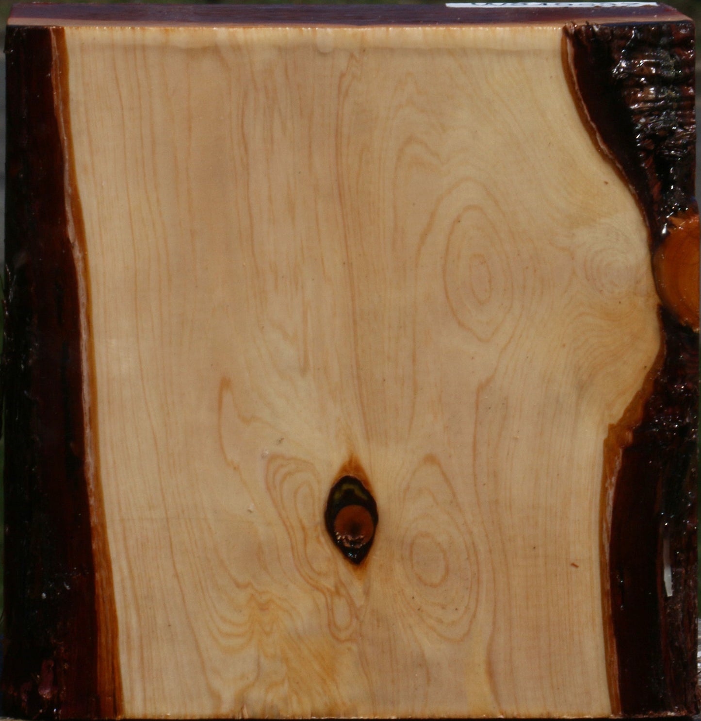 Juniper Bowl Blank