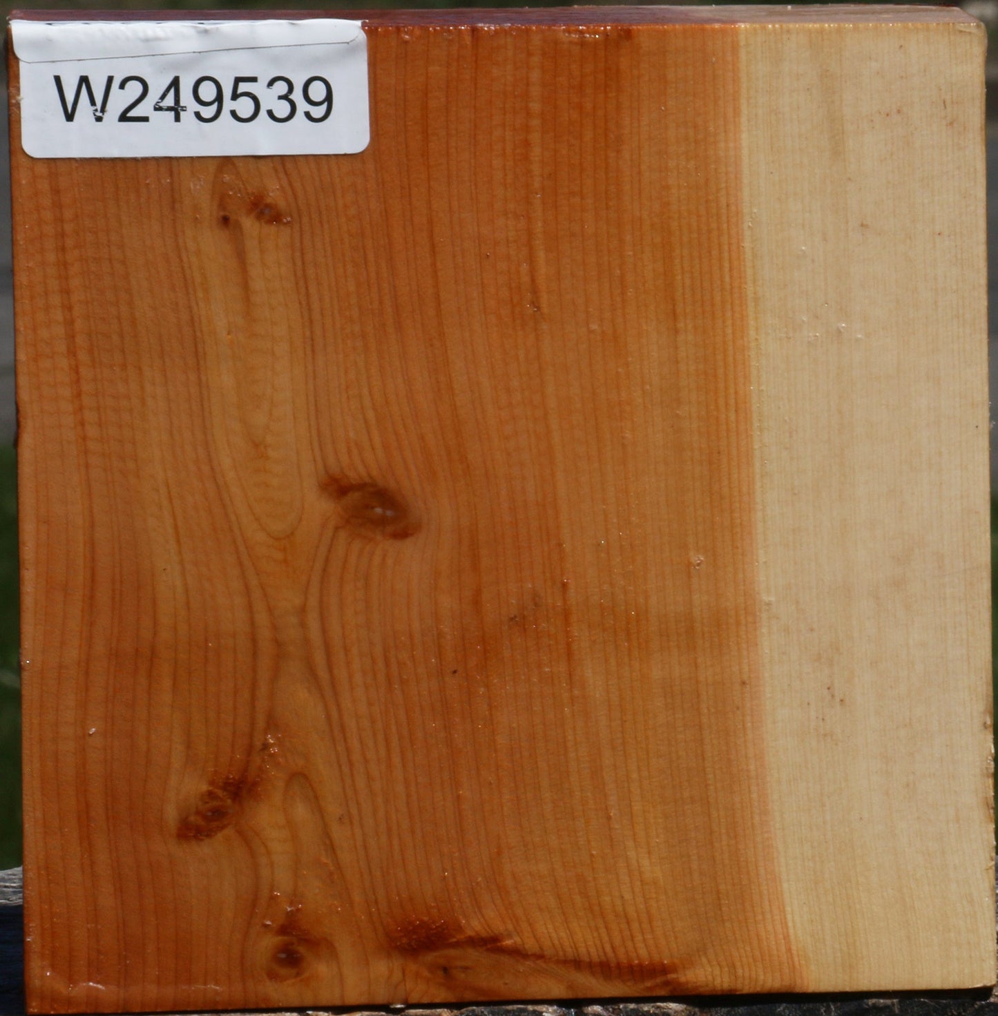 Juniper Bowl Blank