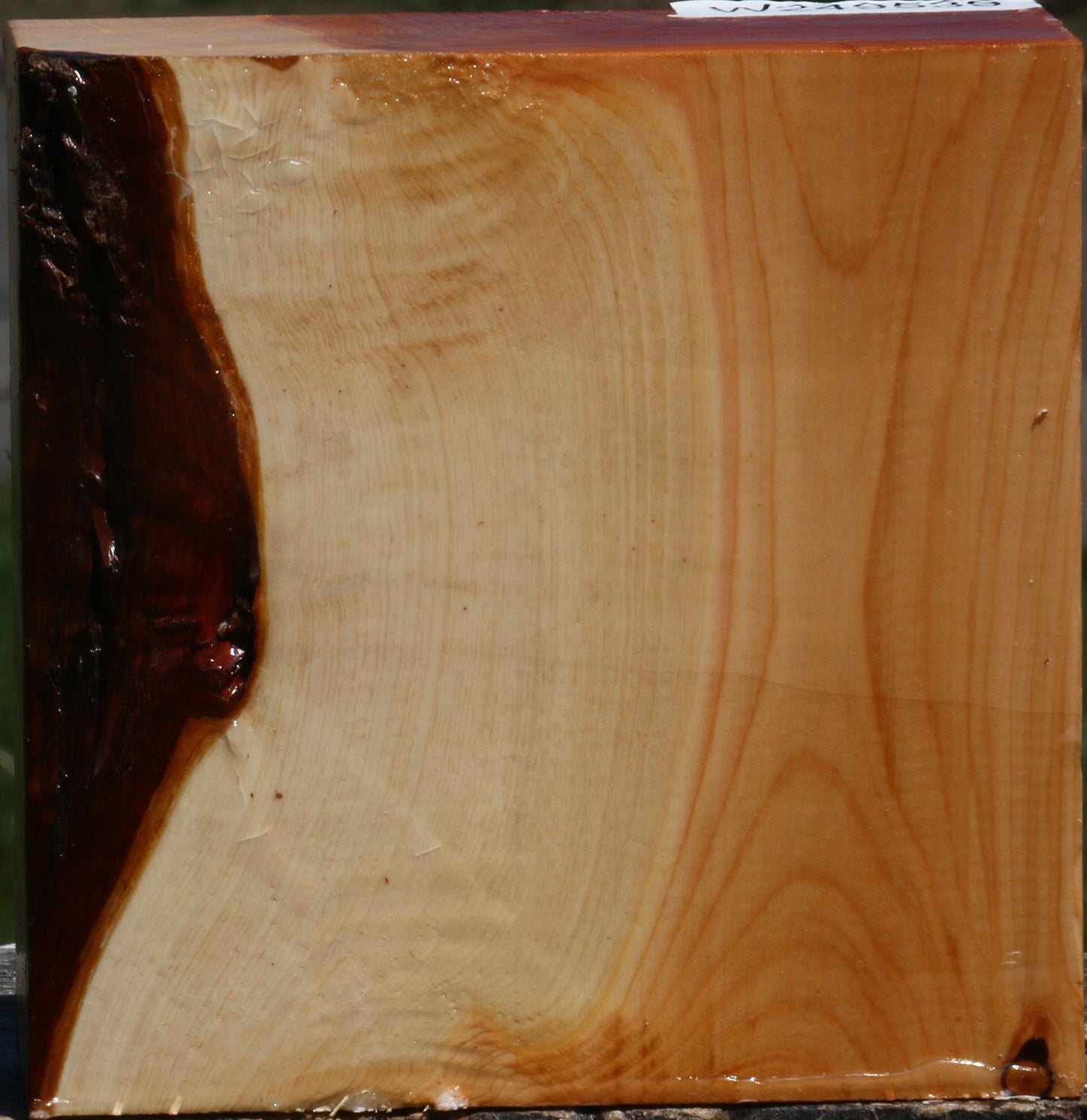 Juniper Bowl Blank