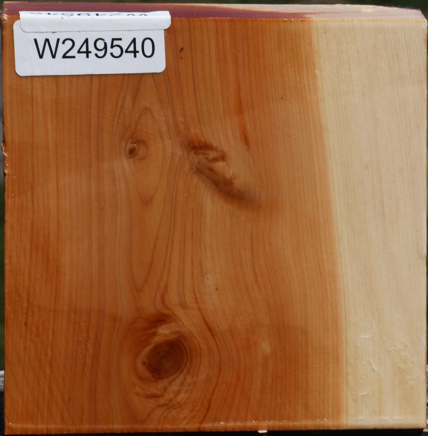 Juniper Bowl Blank