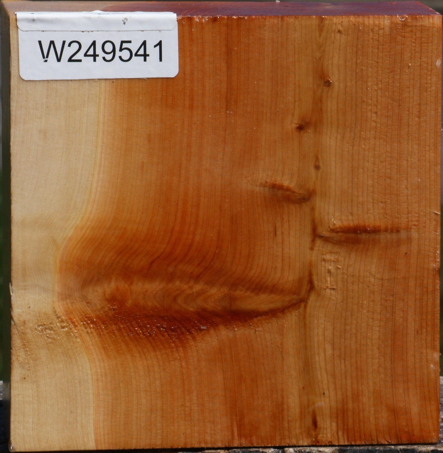 Juniper Bowl Blank