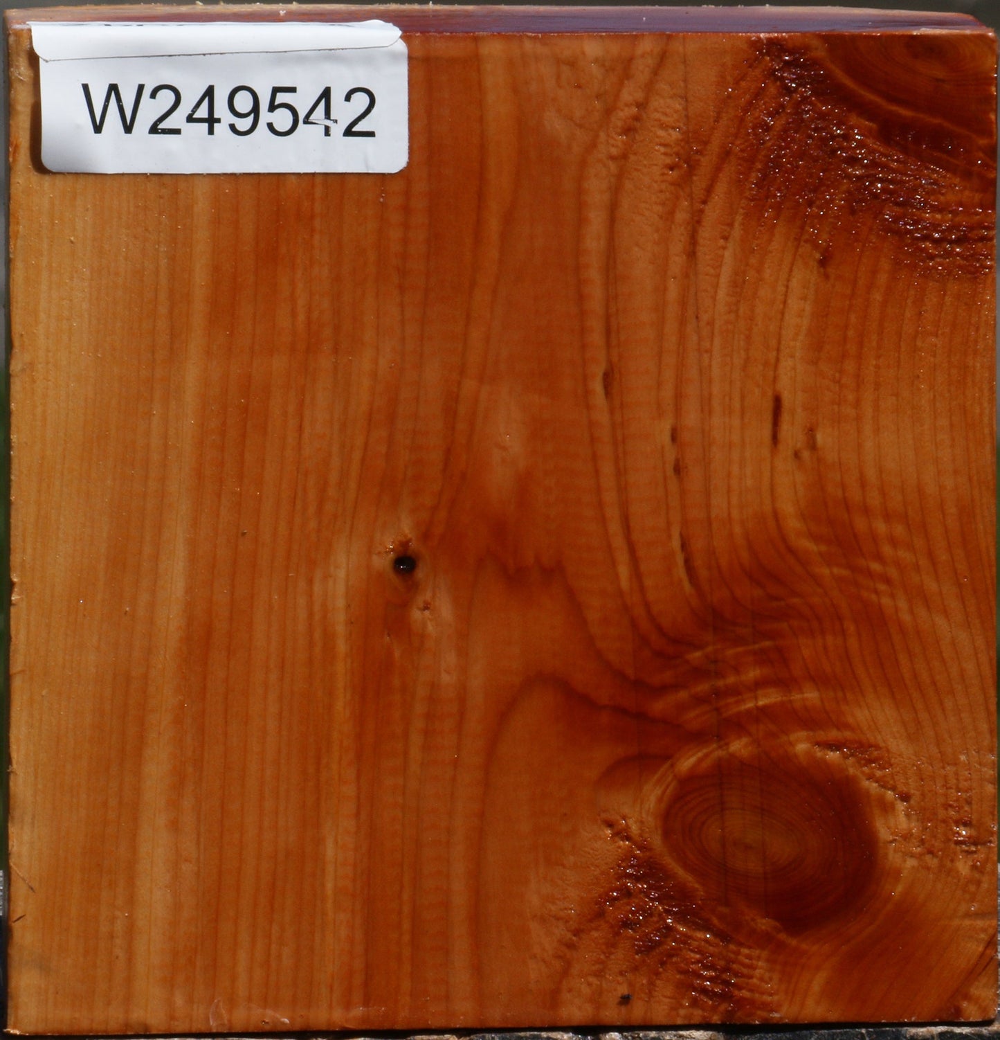 Juniper Bowl Blank