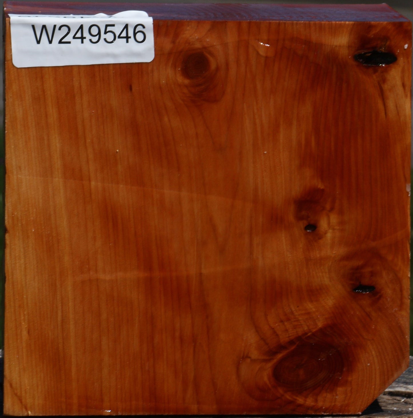 Juniper Bowl Blank