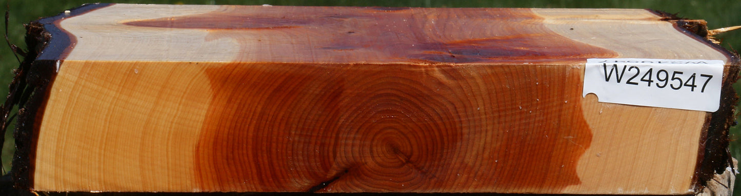 Juniper Live Edge Platter Blank