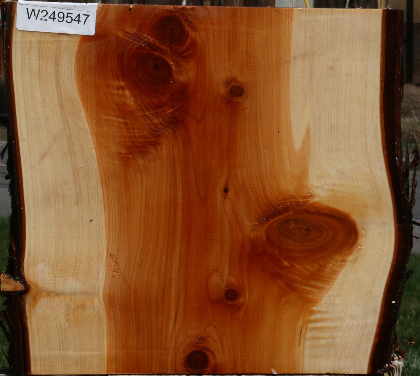 Juniper Live Edge Platter Blank