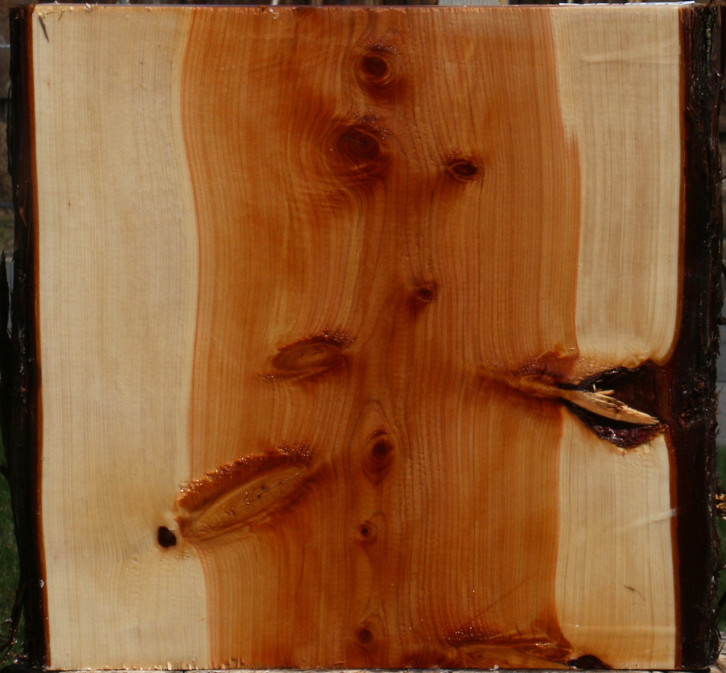 Juniper Live Edge Platter Blank