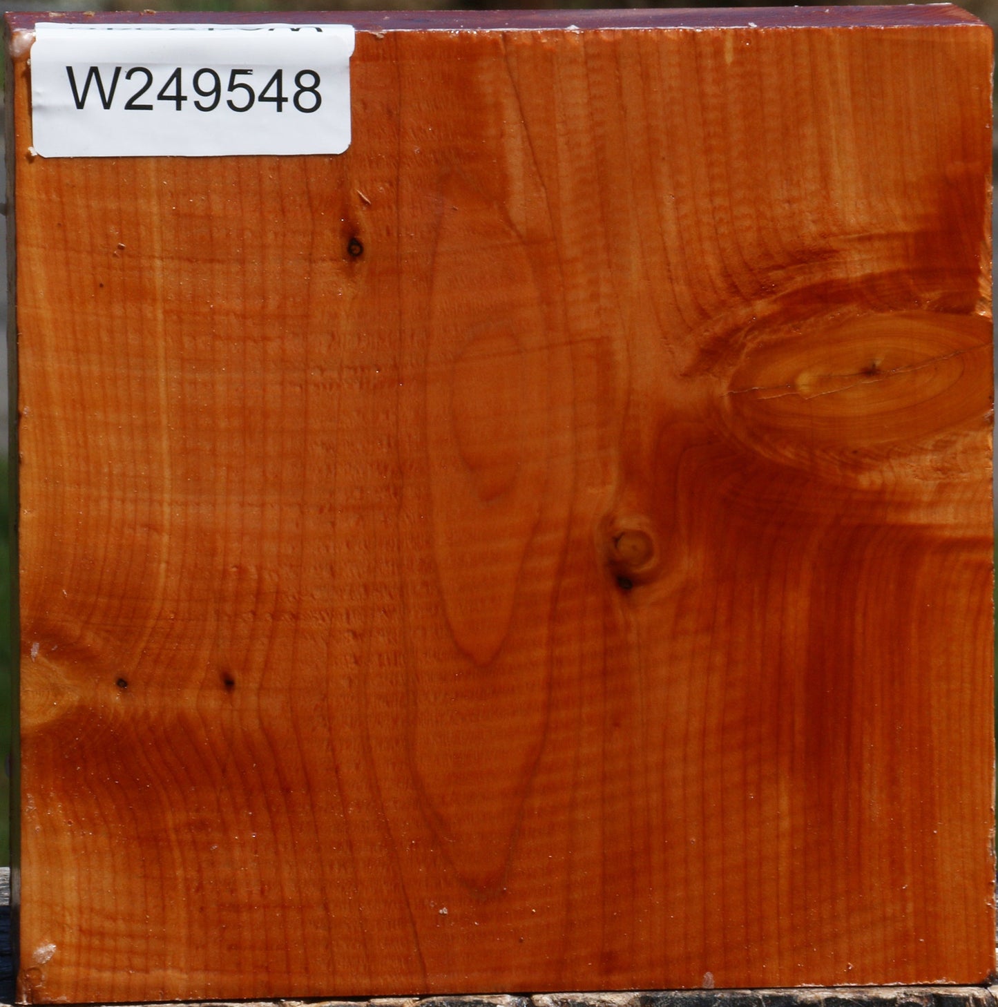 Juniper Bowl Blank