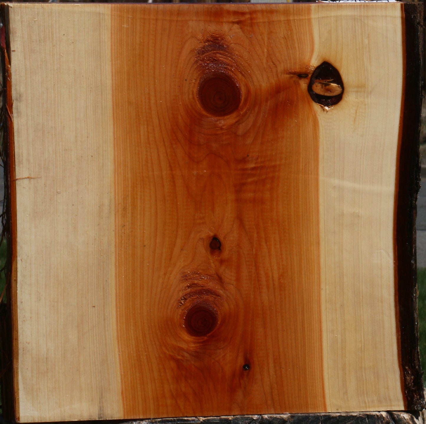 Juniper Live Edge Platter Blank