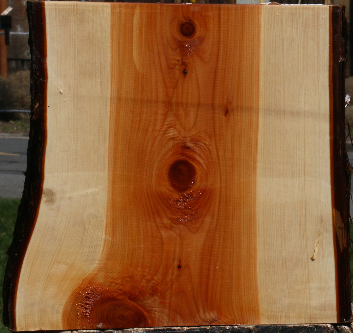 Juniper Live Edge Platter Blank