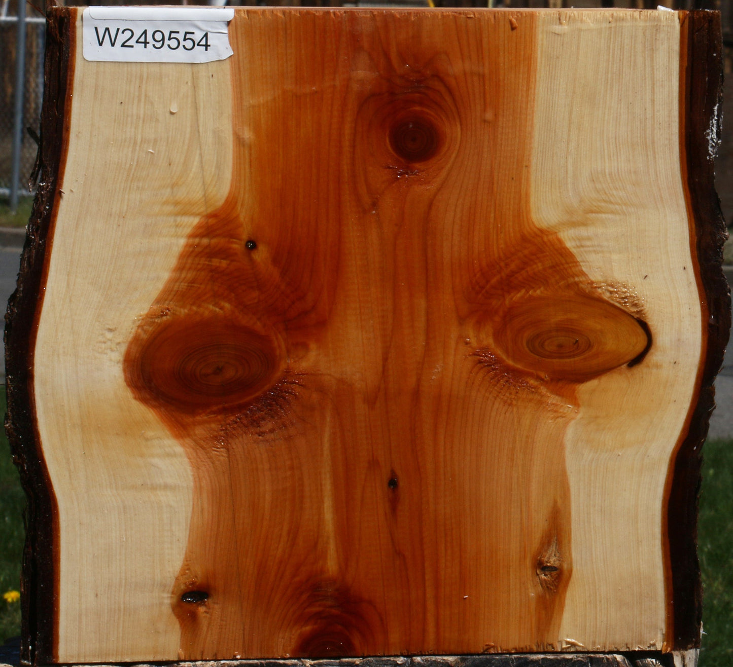 Juniper Live Edge Platter Blank