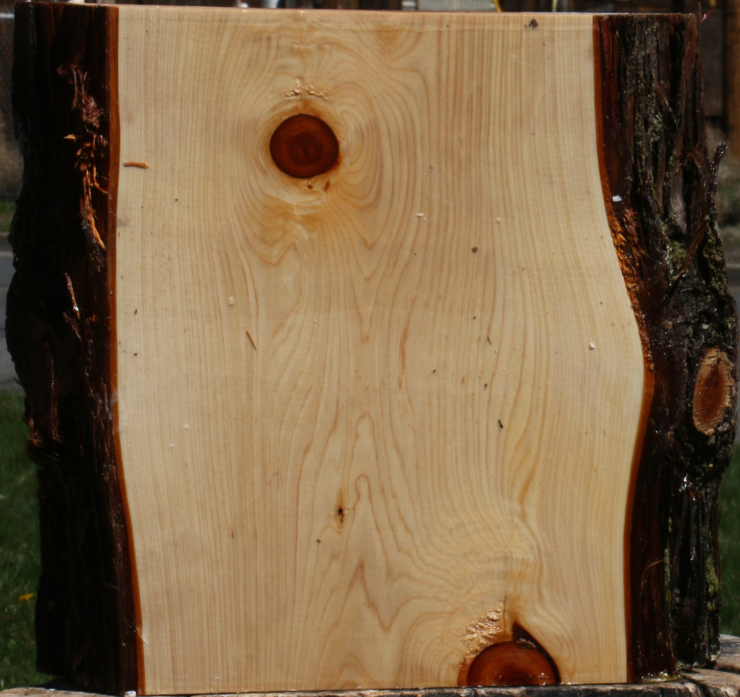 Juniper Live Edge Platter Blank