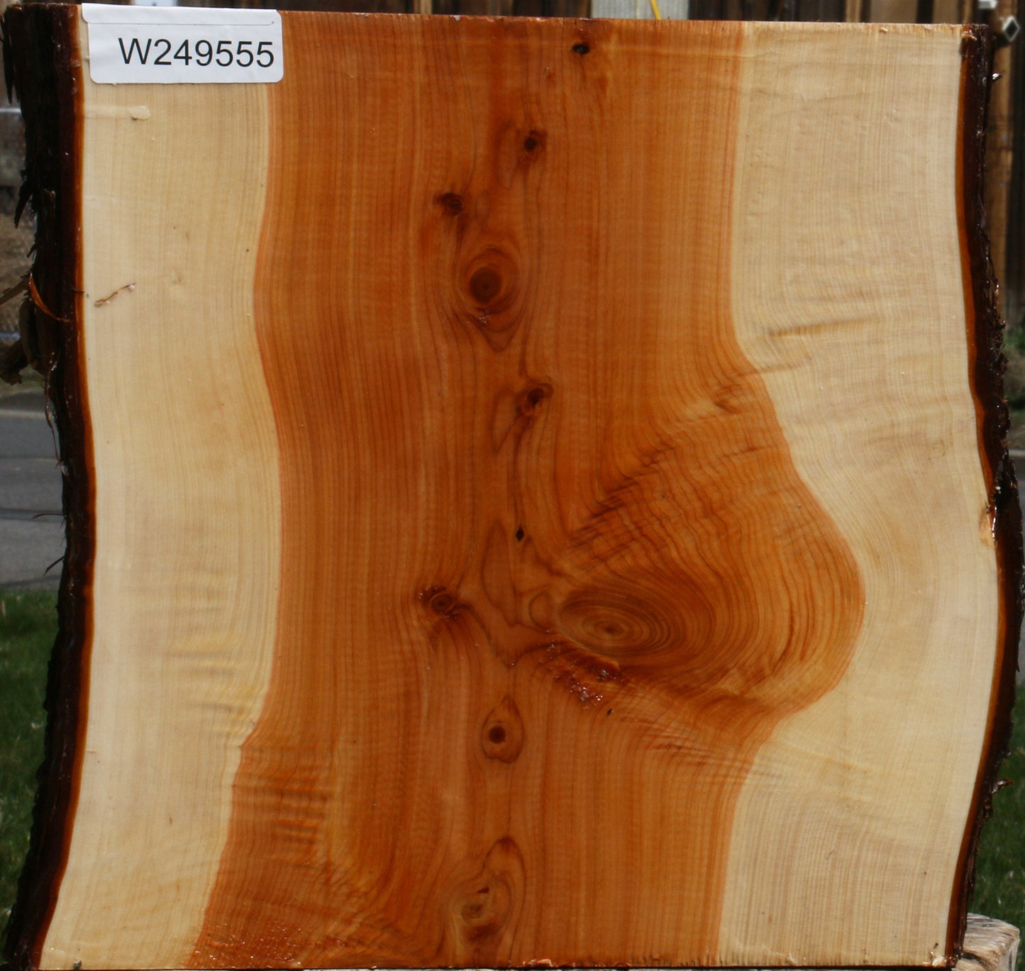 Juniper Live Edge Platter Blank