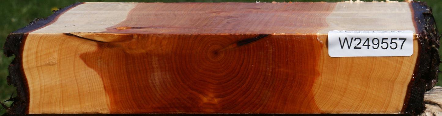 Juniper Live Edge Platter Blank